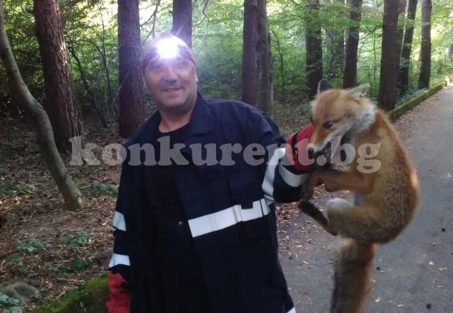 Пожарникари спасиха лисица, паднала в кладенец