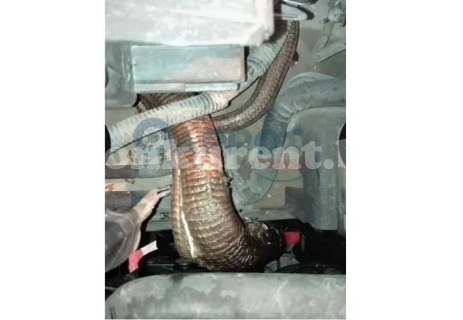 Автомонтьори повдигнаха капака на повредена кола и останаха втрещени от гледката, която се разкри пред очите им (СНИМКИ)