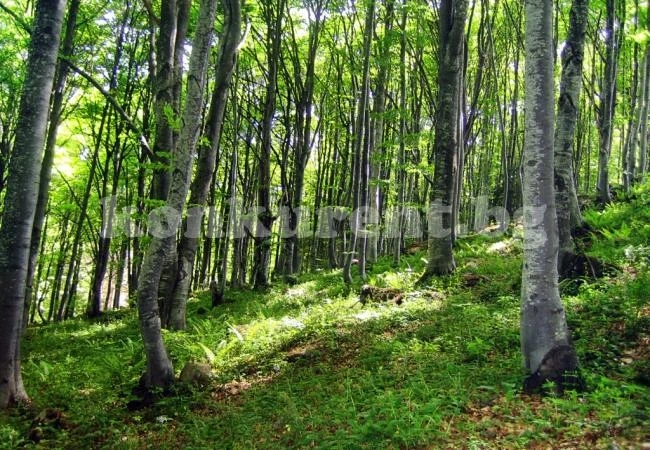 Вижте кои земеделски имоти са с горски статут в Северозапада