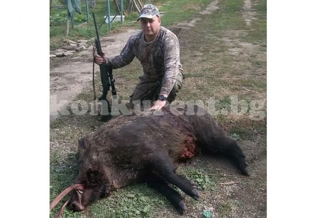 Десетки диви прасета паднаха на старта на сезона