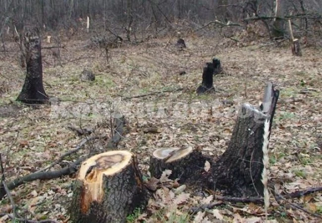 Бракониери налетяха горите във Видинско
