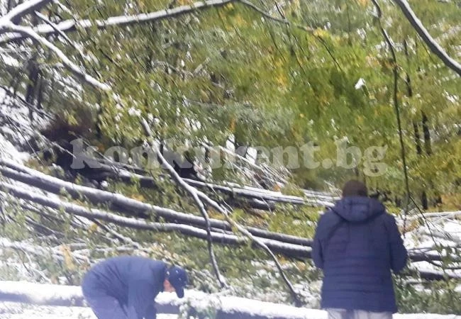 Скършени дървета блокират Петрохан