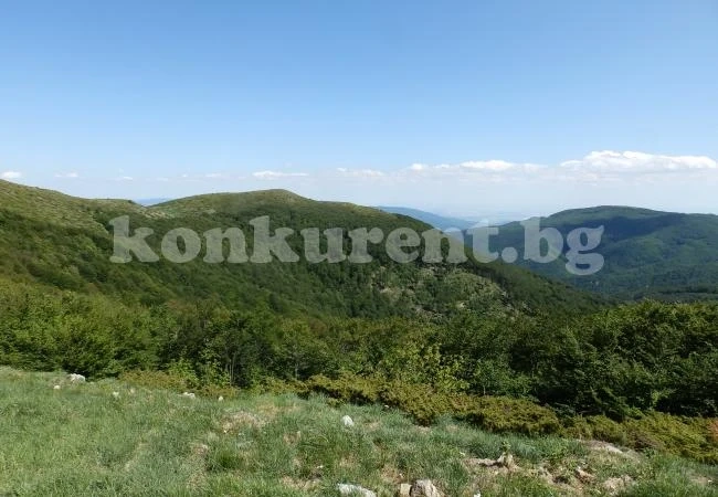 Доброволци засадиха черен бор в Балкана