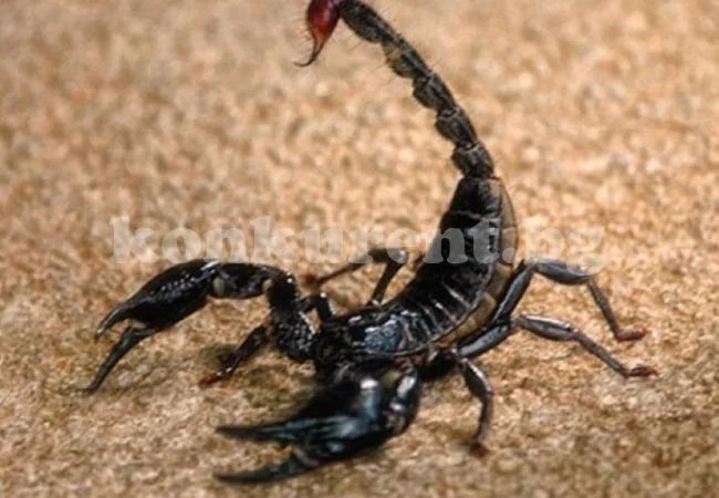 15 причини Скорпионите да са толкова невероятни