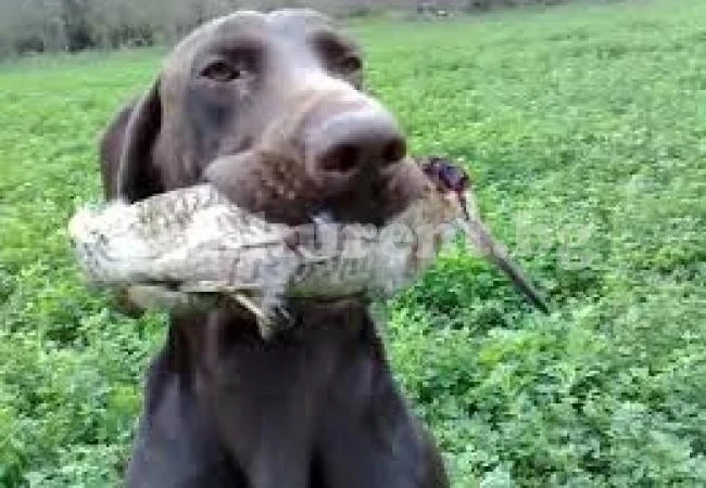 (ОБНОВЕНА) Убиха 4 ловни кучета на ветеринар