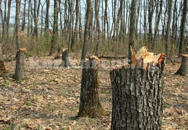 Хванаха бракониери край село Бойница