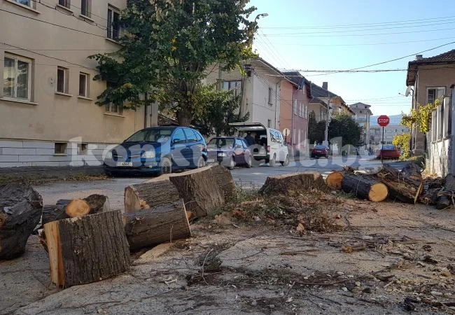 Доставиха дърва за огрев в детски градини и кметства