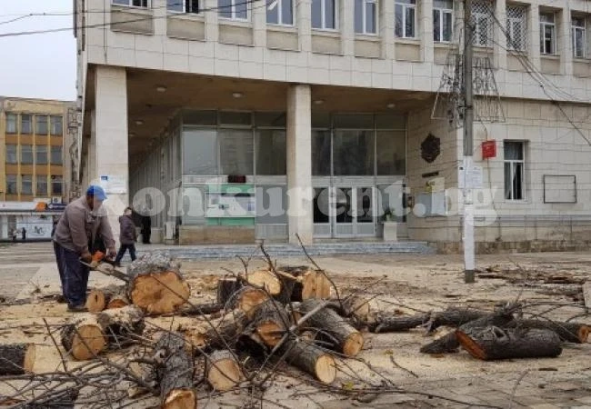 ОП “Чистота“ отсече изсъхнали дървета в Мездра