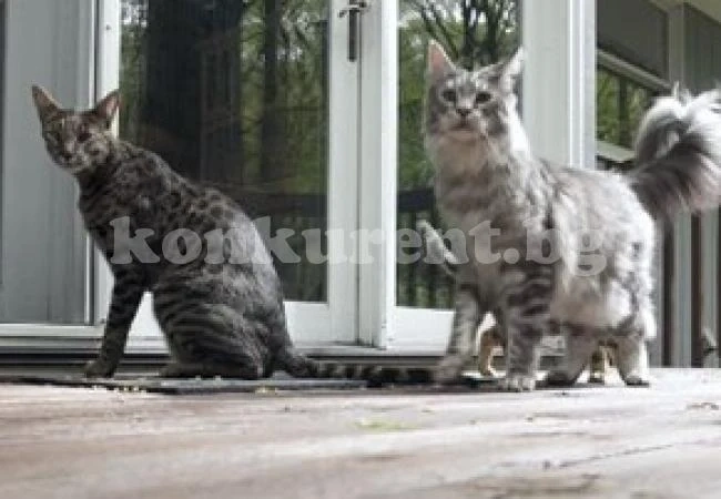 (ВИДЕО)Две котки от Книгата на рекордите на Гинес изчезнаха