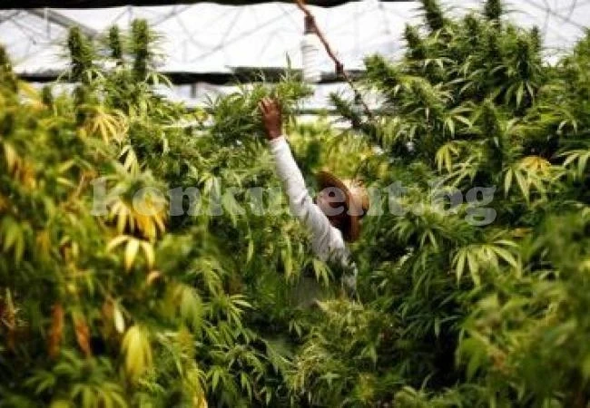 Амстердам ограничава продажбата на марихуана