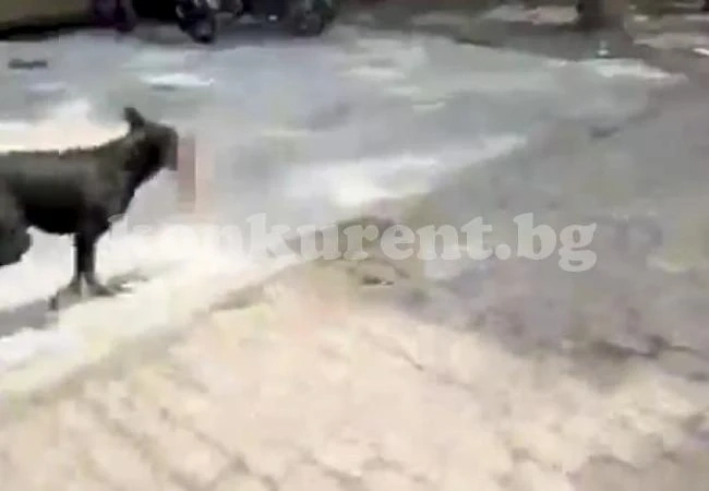 Бездомно куче открадна бебе от болницата и нахрани с него кученцата си