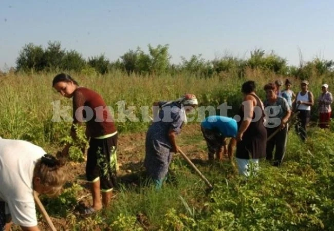 Безработни роми нахраниха цяло село със зеленчуци
