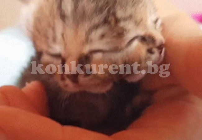 Чудо на природата: Котенце с две глави се роди в ЮАР