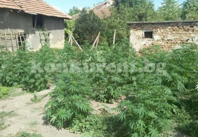 Откриха наркотици в селски имоти