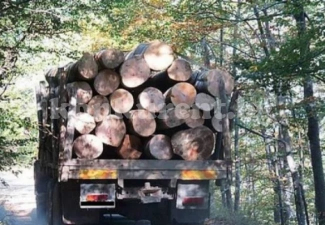 Конфискуваха два камиона с незаконно добита дървесина