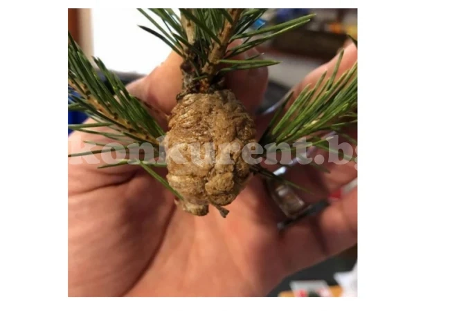 Мъж си купи за Коледа жива елха и мислеше, че на нея има обикновена шишарка, докато тя не се превърнала в истински кошмар