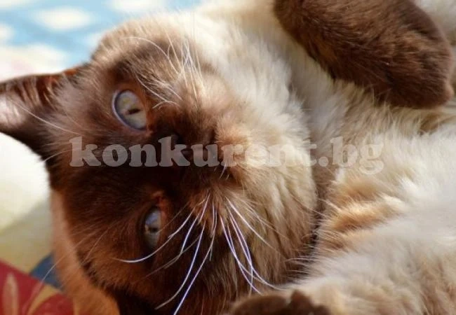 Стопанка завеща 60 бона на котарака си