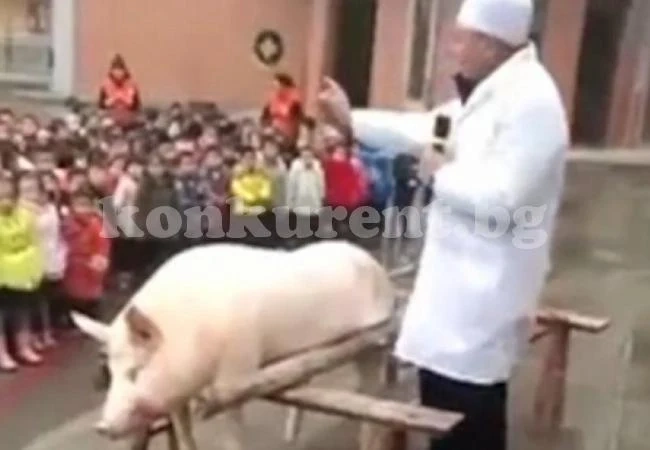 Учител изкорми и ряза прасе пред дечица от детска градина (ВИДЕО)
