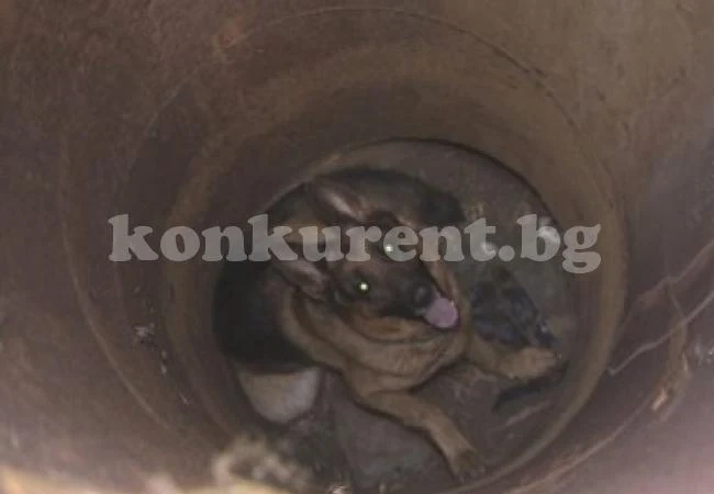 Пожарникари извадиха куче от шахта