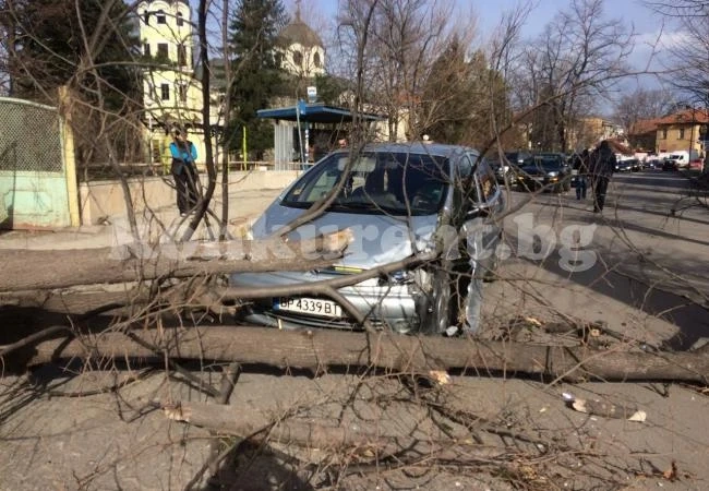 Дърво едва не уби пътници в \