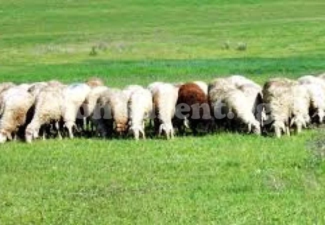 Отдават пасища, мери и ливади
