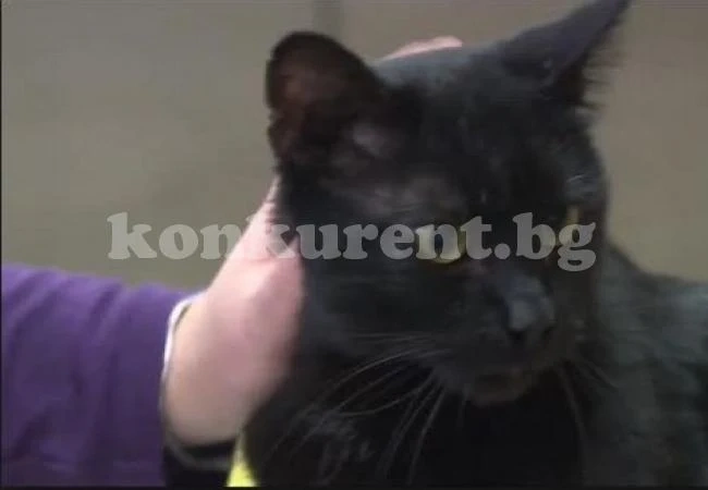 Мъж простреля котка на съсед