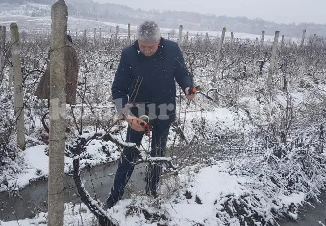 Зарязаха лозите в село Лик