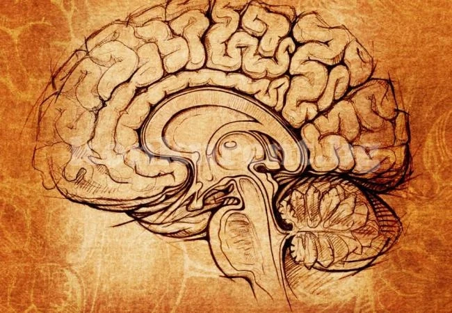 Защо мозъкът ни е голям, а пенисът – без бодли