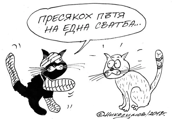 Черна котка, бял котарак