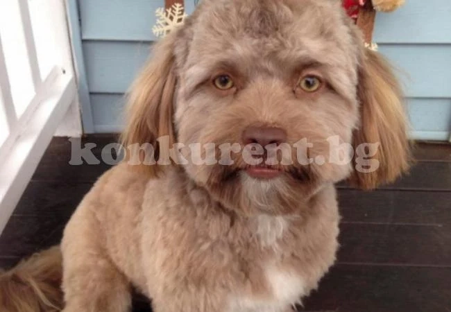 Кученцето Йоги е хит в мрежата! Вижте го и ще разберете защо