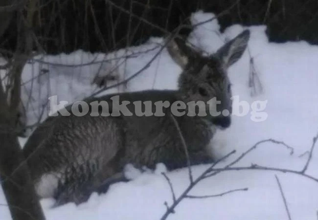 Мъж спаси сърна от бездомни кучета в Бояна