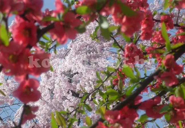 Цветница е! Вижте какво се прави днес