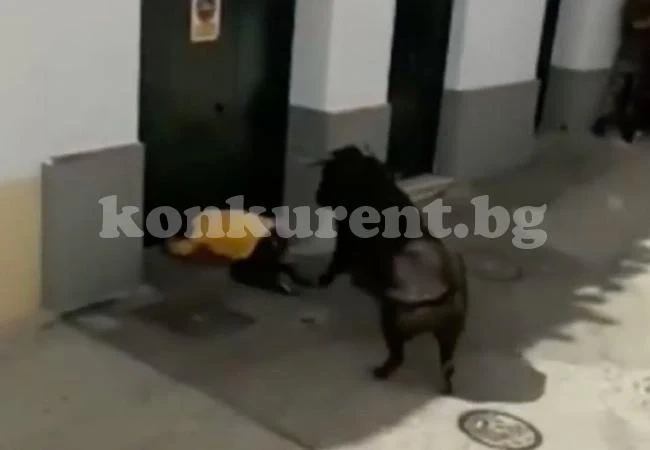 (СНИМКИ/ВИДЕО 18+) Разярен бик прободе смъртоносно участник във великденски фестивал