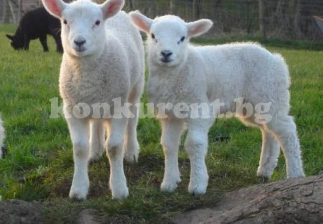 Хлапак задигна две ярета