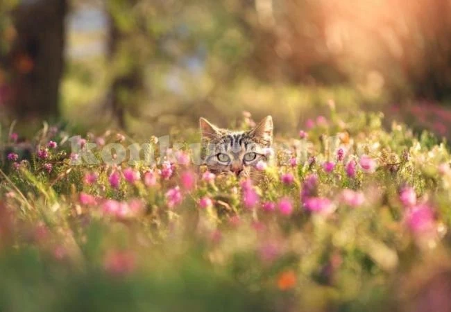 Уикендът ще започне с пролетно очарование и слънце