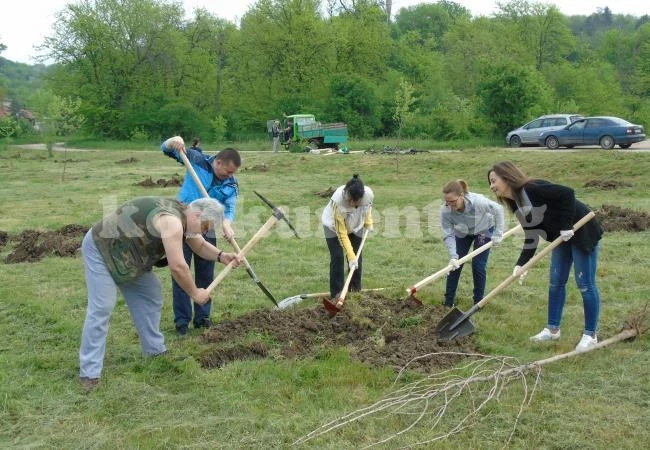 В Бяла Слатина садиха чинари