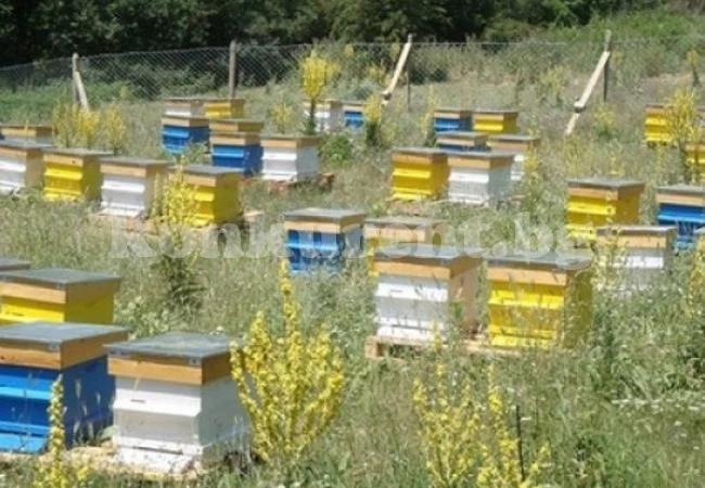 Откраднаха 100 пчелни пити от кошери 