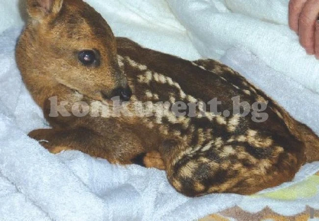 Гъбар отвлякъл малка сърничка
