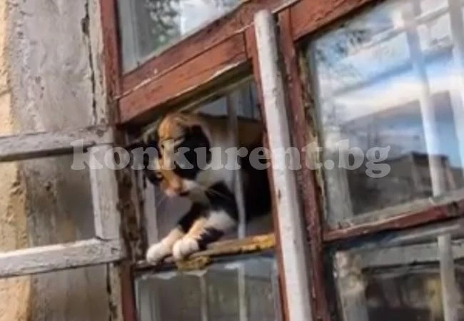 Котка предателка изобличи любовница и издаде длъжник на алименти на колекторите (ВИДЕО)