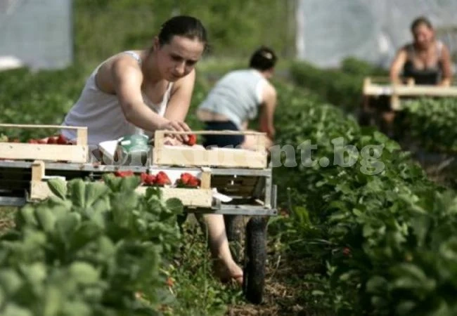 Българинът вече не ще на германското поле, иска да работи за пари