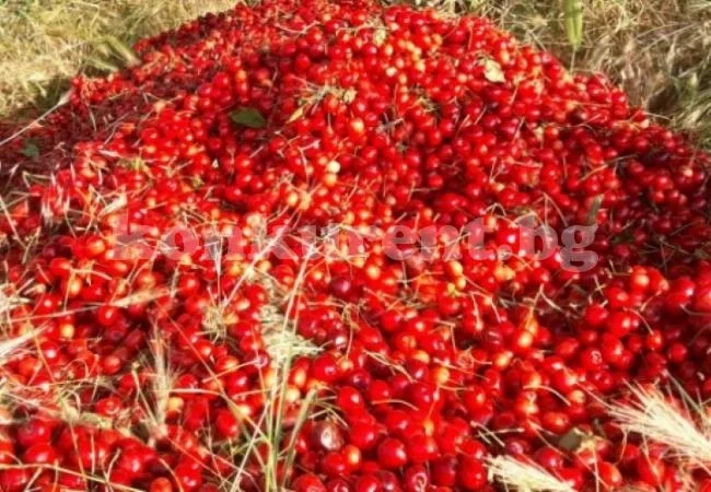Хвърлят череши на боклука, цената се срина в първия ден на кампанията, а фермери фалират (ВИДЕО)