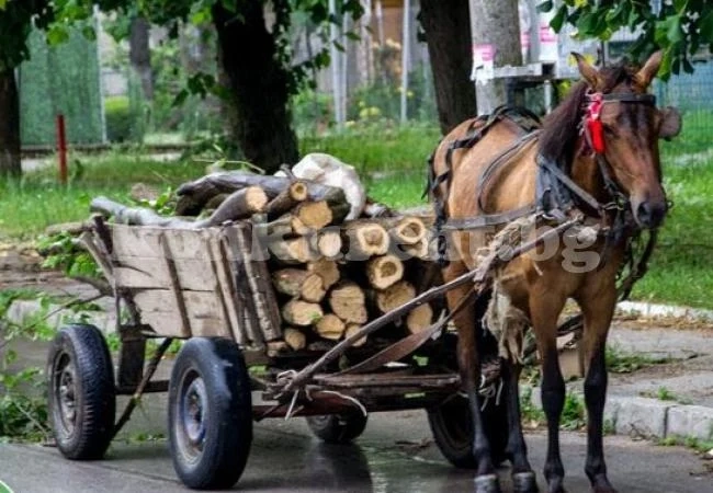 Разпродават вещи на бракониери