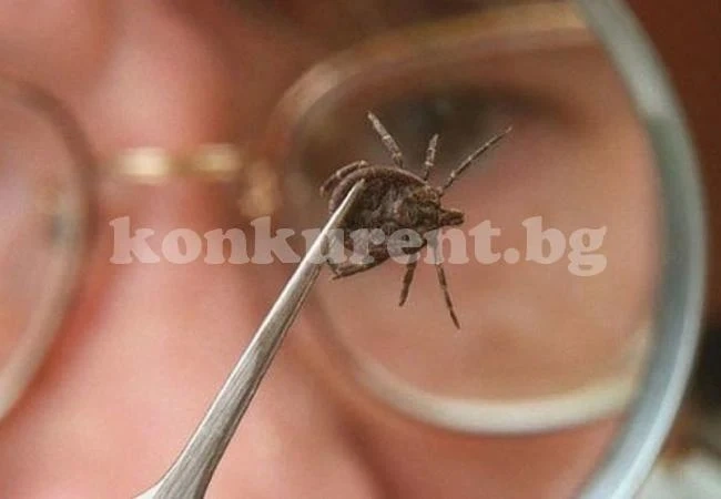 Лесен начин, който ще ви предпази да не бъдете жертва на кърлежи и насекоми