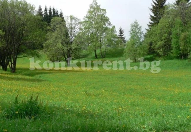 Тази билка цери главоболие, копривата гони алергиите 