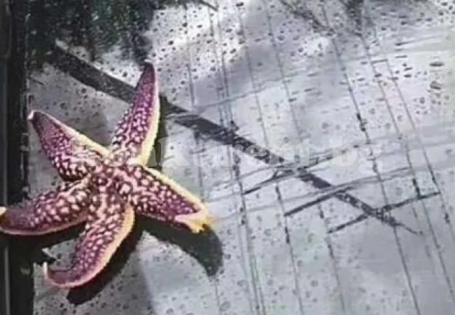 Какво предизвика дъжд от морски животни в Китай