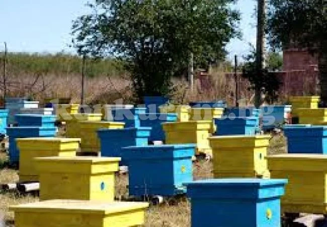 Броят пчелините във Враца, вкарват ги в регистър