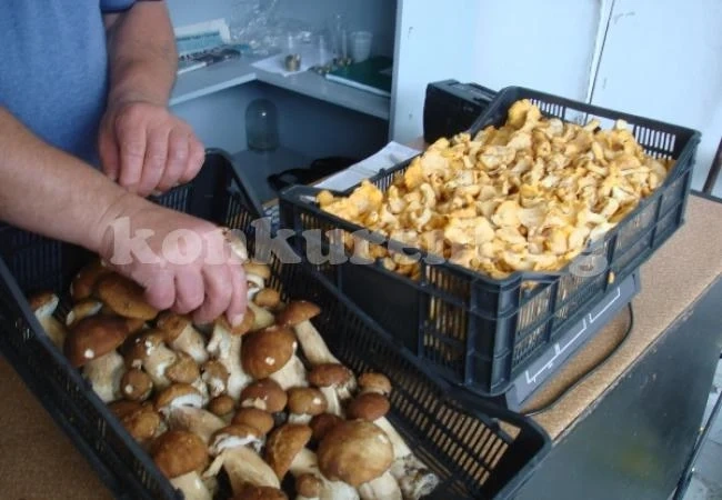Спипаха незаконни изкупвачи на гъби