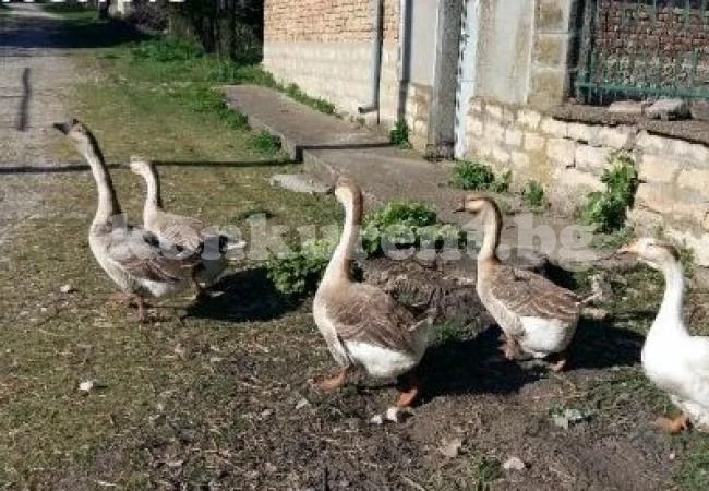 Отмъкнаха от селски двор гъска с гъсета