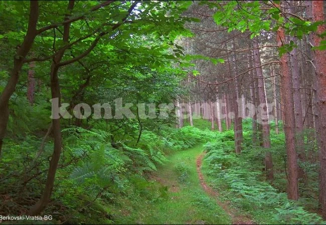 Канят на неделна разходка във Врачанския балкан