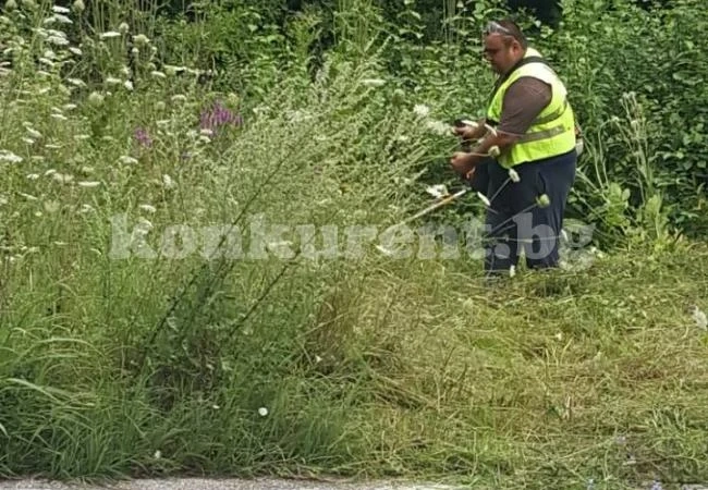 Окосиха храсталака на разклона за Веслец СНИМКИ